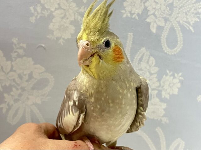 オカメインコ