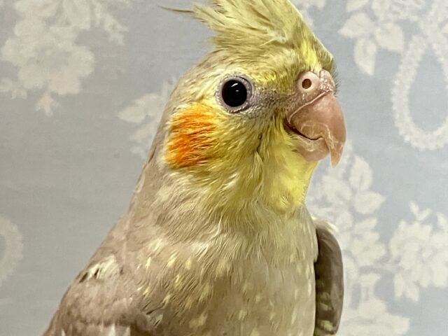 ✨最新画像✨360°ぐるっと注いで🌀💖ミルクティー🫖🫧 オカメインコ(シナモン2024年8月生まれ)