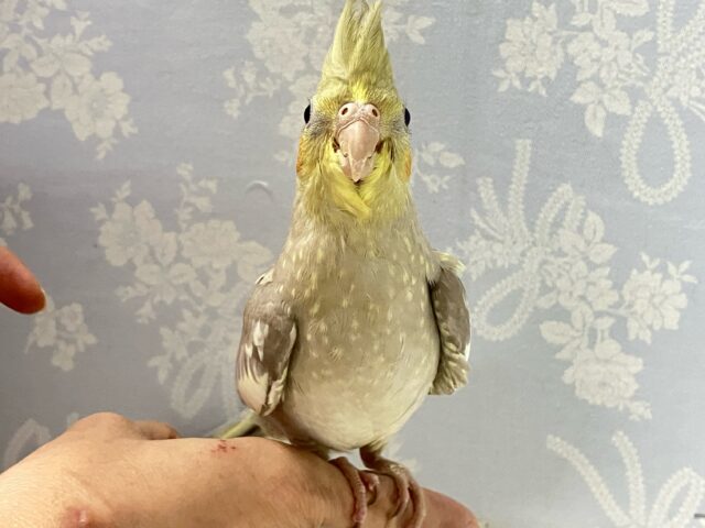 オカメインコ