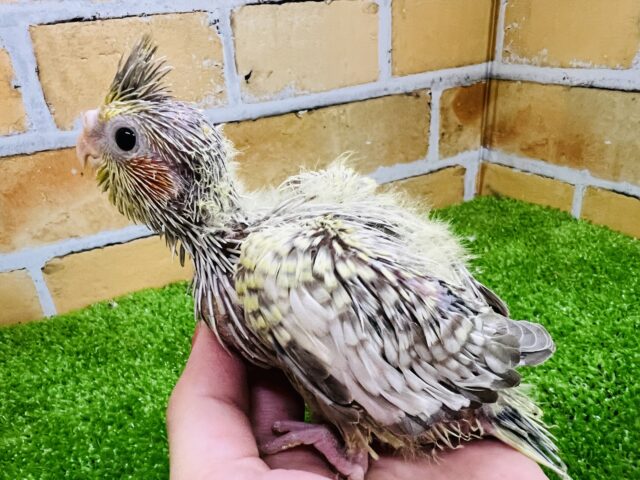 オカメインコ