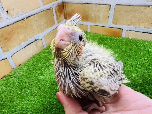 愛嬌で生きれる♡きゅんなオカメインコ（シナモンパール）