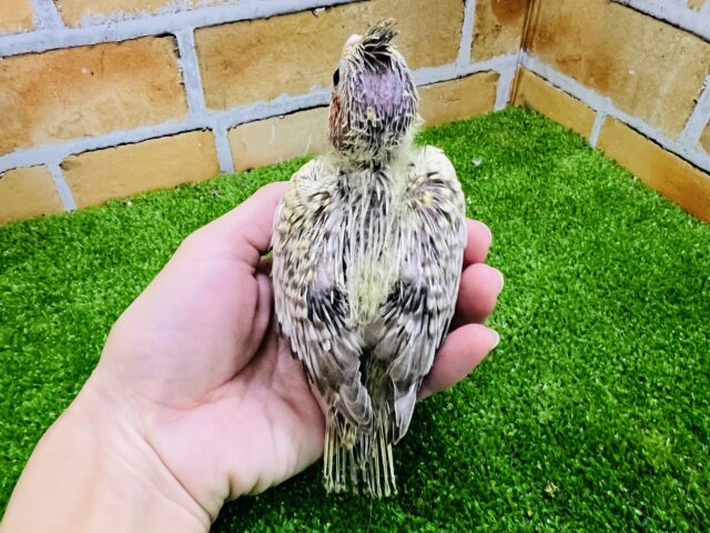 オカメインコ