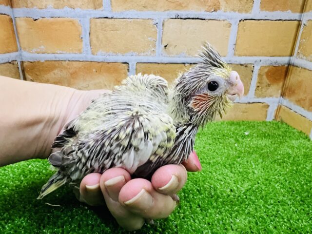 オカメインコ