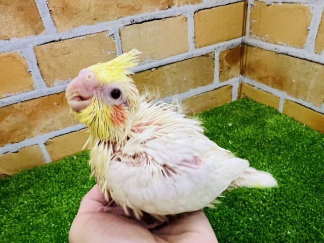 オカメインコ