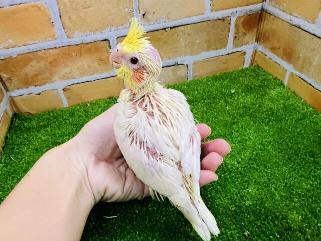 オカメインコ