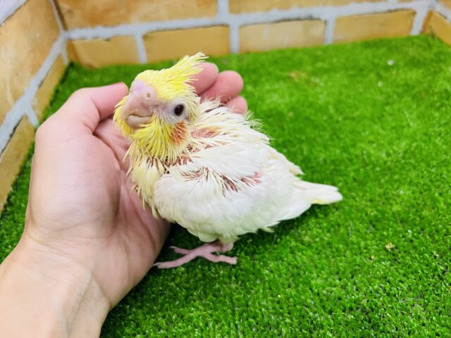 オカメインコ