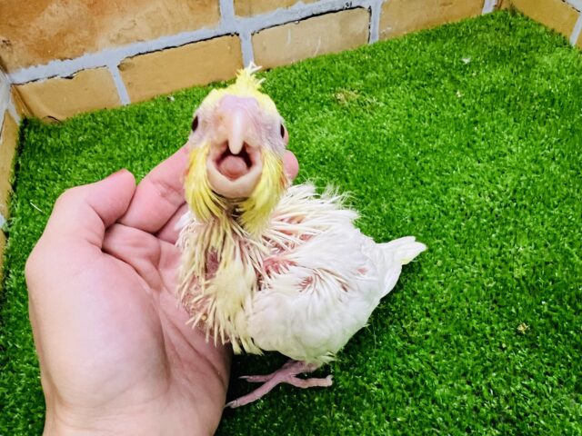 オカメインコ