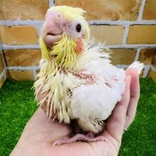 大物の予感♡ずしっとオカメインコ（ルチノー）