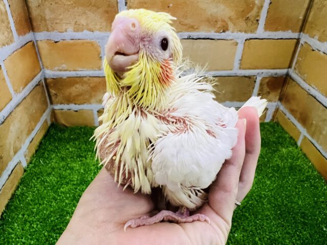 大物の予感♡ずしっとオカメインコ（ルチノー）