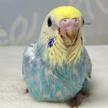 ✨最新画像✨スタミナ満点💫くもりのちレインボ〜！🌈✨セキセイインコ(パステルレインボー2024年10月生まれ)