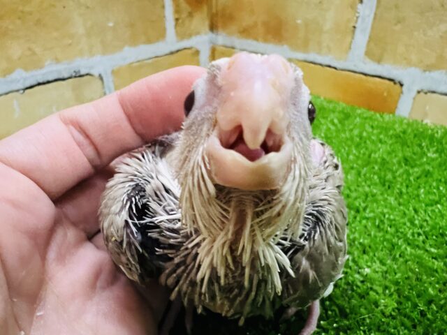 オカメインコ