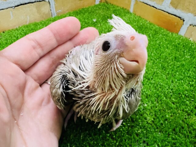 オカメインコ