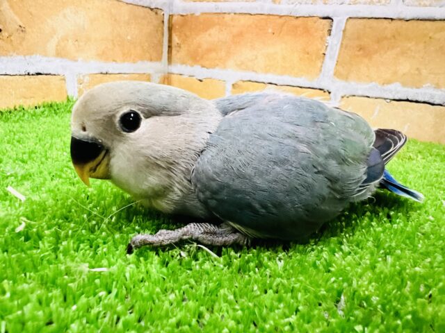 ドキドキ♡宝石を隠し持っている小桜インコ（ブルーチェリー）