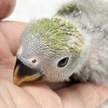 あら、、カメさんでした、、？🐢💚コザクラインコ(ノーマル10月生まれ)