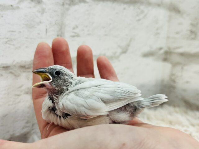 シルバー文鳥