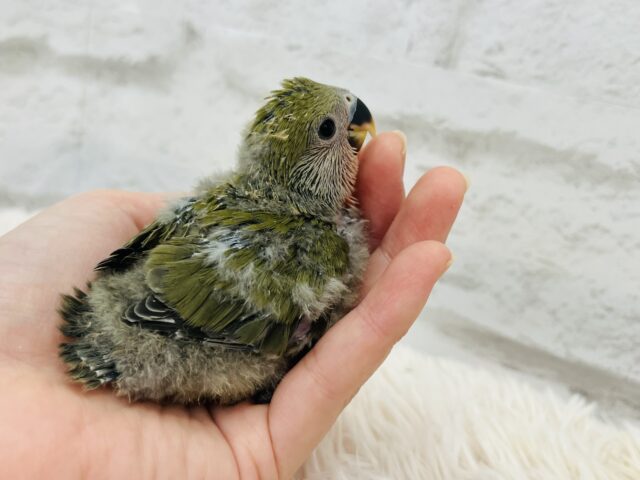 コザクラインコ（小桜インコ）