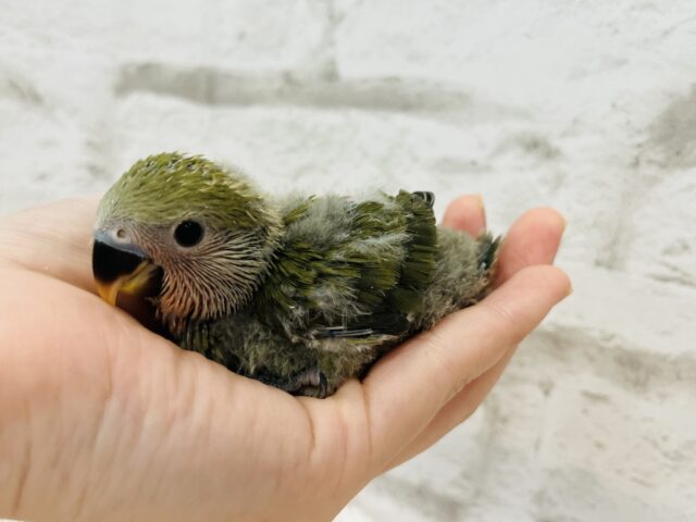 コザクラインコ（小桜インコ）