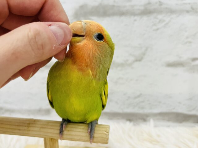 コザクラインコ（小桜インコ）