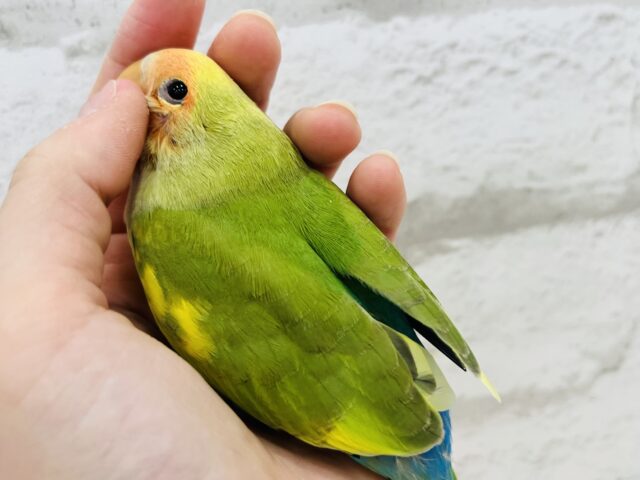 コザクラインコ（小桜インコ）