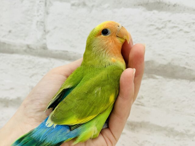 コザクラインコ（小桜インコ）