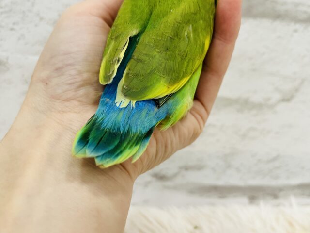 コザクラインコ（小桜インコ）