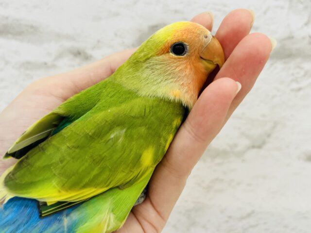 コザクラインコ（小桜インコ）