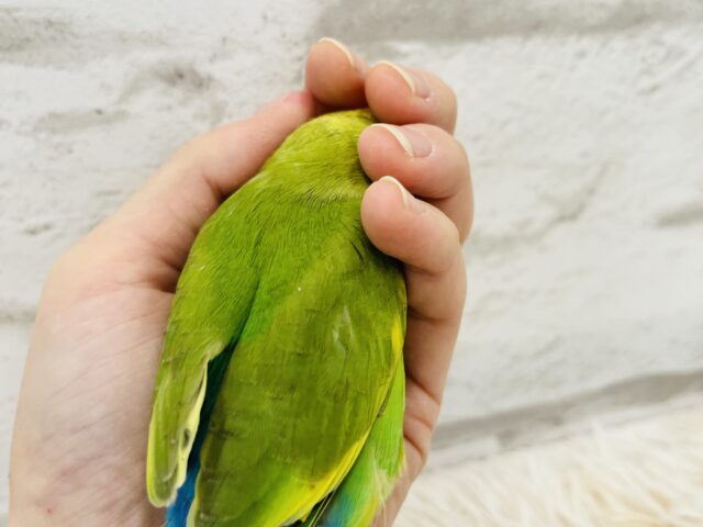 コザクラインコ（小桜インコ）