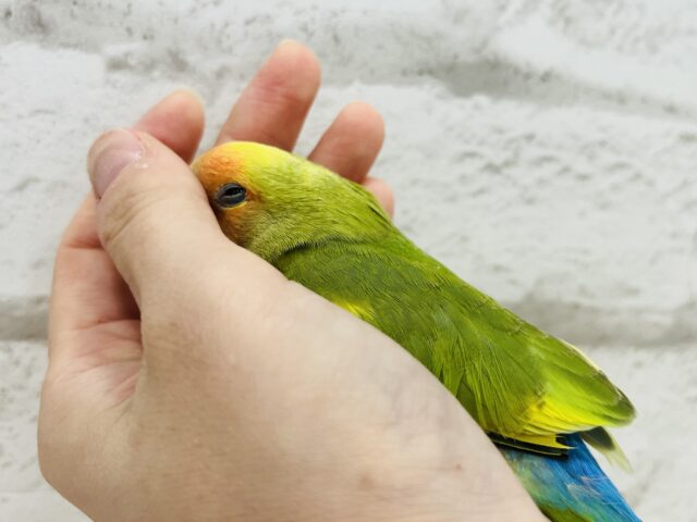 コザクラインコ（小桜インコ）