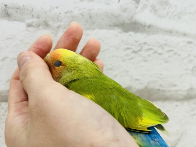 コザクラインコ（小桜インコ）