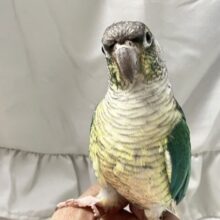 最新画像✨包まれ隊のブルー担当？！🤭💙ワキコガネウロコインコ（ブルー）　2022年3月生まれ