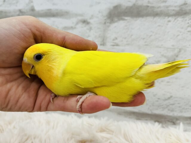 コザクラインコ（小桜インコ）