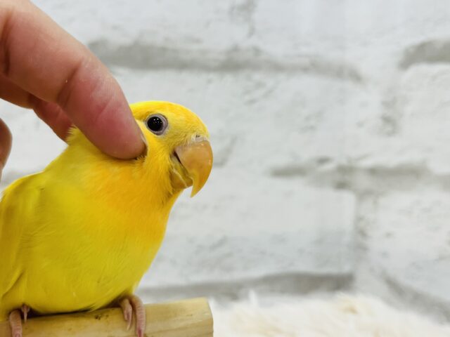 コザクラインコ（小桜インコ）