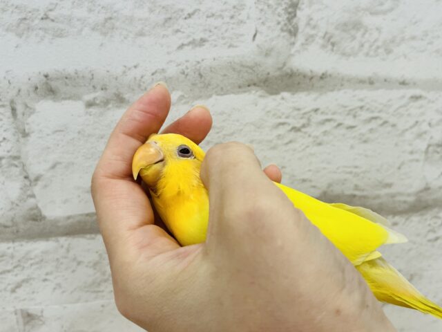 コザクラインコ（小桜インコ）