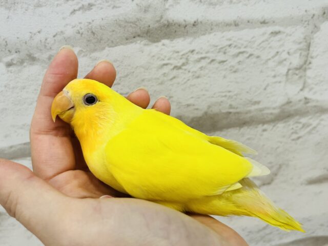 コザクラインコ（小桜インコ）