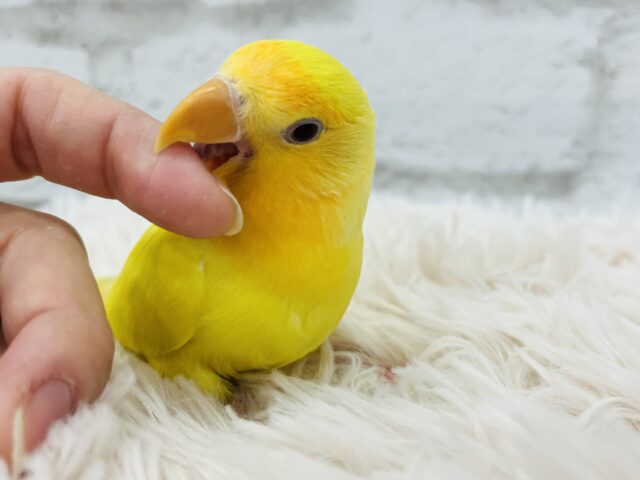 コザクラインコ（小桜インコ）