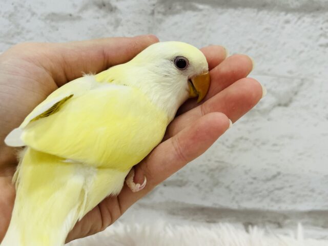 コザクラインコ（小桜インコ）