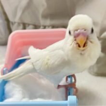 ちっちゃ～な白鳥さんですっ‎🤍🕊⛄️‎セキセイインコ(白系2024年10月生まれ)