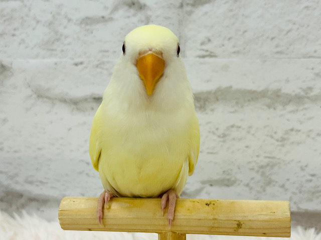 【最新画像更新🪄】ひよこみたいなかわい子ちゃん🐣コザクラインコ(クリーム) ヒナ