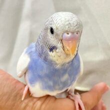 ✨最新画像✨純白な翼、ビューティフルっ🤍ྀི🪽セキセイインコ(パイド2024年10月生まれ)