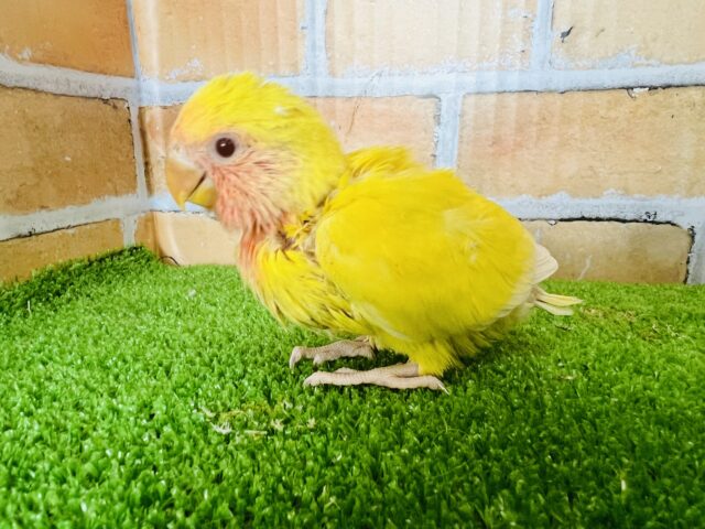 コザクラインコ（小桜インコ）