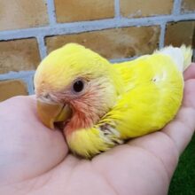 超超食いしん坊！小桜インコ（ルチノー）