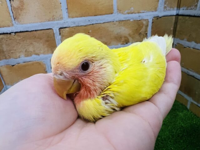 超超食いしん坊！小桜インコ（ルチノー）