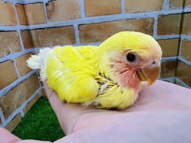 コザクラインコ（小桜インコ）