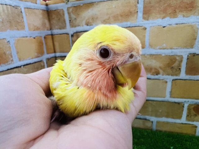 コザクラインコ（小桜インコ）