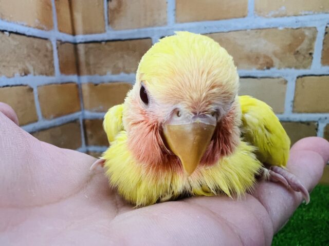 コザクラインコ（小桜インコ）