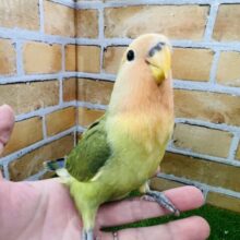 11/28画像更新☆唯一無二♡コザクラインコのヒナ(タイガーチェリー)入荷しました♥