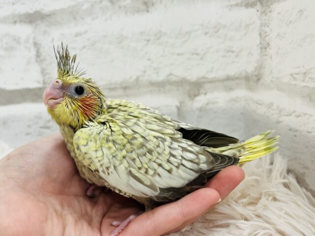 オカメインコ