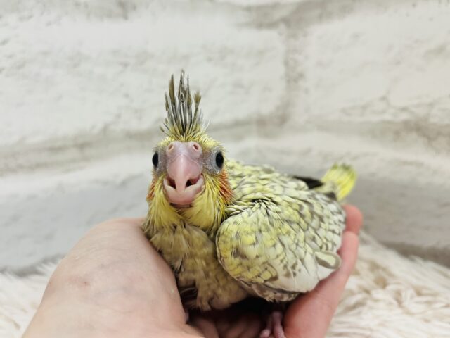 オカメインコ