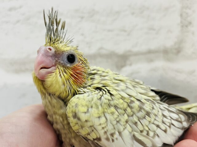 オカメインコ