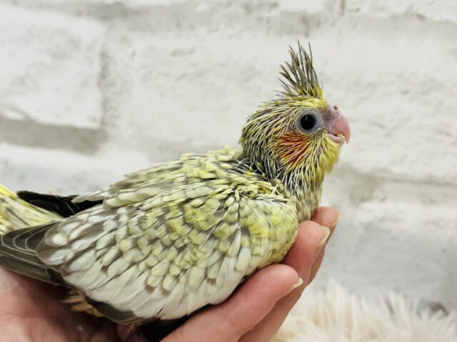 オカメインコ